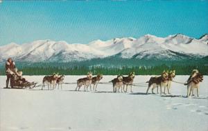 Alaska Husky Dog Team 1965