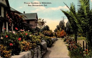 California San Bernardino Flower Gardens In Midwinter Curteich