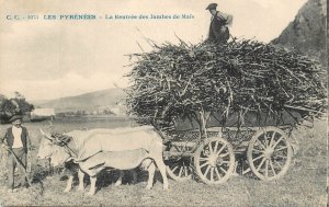 The Pyrenees team of Basque oxen cart agriculture corn harvest vintage postcard