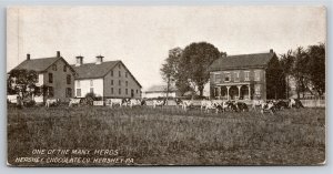 Cows In Pasture Hershey Chocolate Hershey PA B&W~1910 Candy Bar Size Postcard