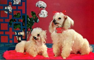Dogs Purebred Toy Poodles