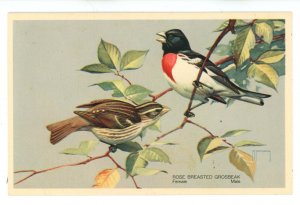 Birds - Rose-Breasted Grosbeak (Female & Male)