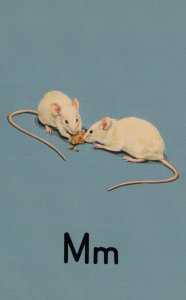 M Is For Mice With Cheese Ladybird Vintage Childrens Book Postcard