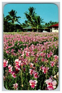 Postcard HI Vanda Orchids Hawaii Vintage Standard View Card