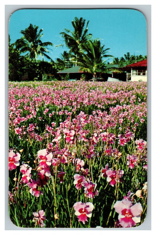 Postcard HI Vanda Orchids Hawaii Vintage Standard View Card 
