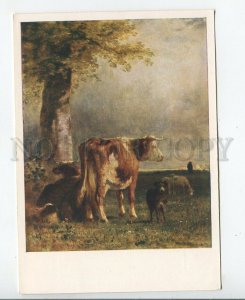 457440 USSR 1959 year Constant Troyon cows in the pasture old postcard