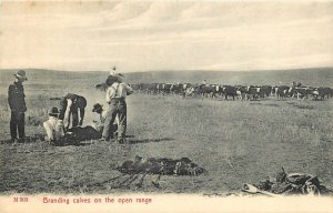 Postcard C-1905 Montana Chinook Cowboy Western Branding Calves 23-13729