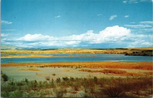 Colorado River Postcard VTG UNP Colton California CA Vintage Unused Chrome
