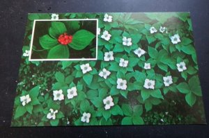 VINTAGE UNUSED  POSTCARD - BUNCHBERRY AT WILD GARDENS OF ACADIA, MAINE