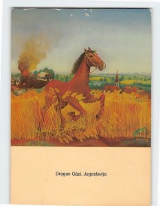 Postcard Shying horse, Dragan Gaži, Yugoslavia