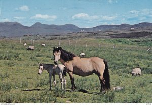 GALWAY, Ireland, PU-1975; Connemara Pony And Foal