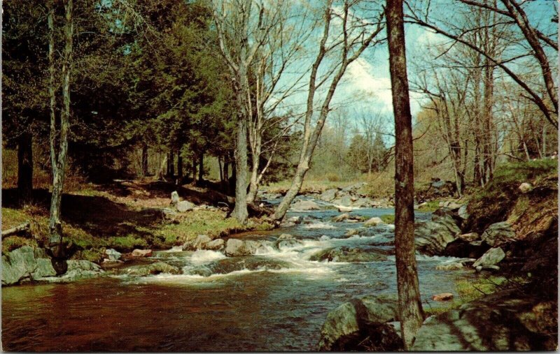 Greetings Holgate Ohio Scenic River Landscape Forest Chrome Postcard