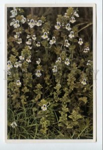 428033 Flower Euphrasia officinalis Sammelwerk Tobacco Card w/ ADVERTISING