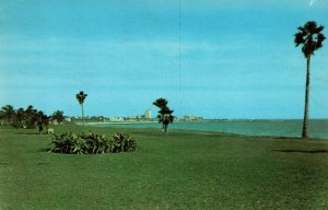 Corpus Christi Texas Cole Park Palm Trees Postcard 