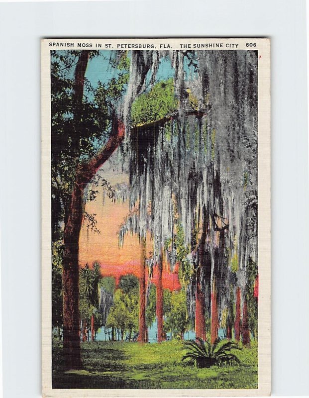 Postcard The Sunshine City, Spanish Moss In St. Petersburg, Florida
