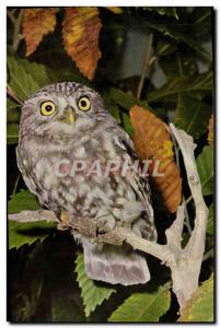 MODERN CARD Cheveche Fatras Owl Owl Bird