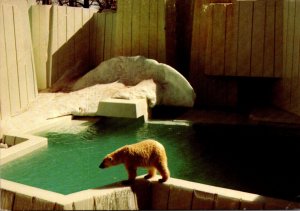 Canada Calgary The Zoo Polar Bear Exhibit