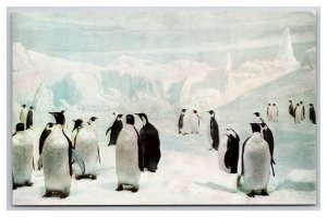 Emperor Penguins Natural History Museum Chicago IL UNP Chrome Postcard Q24