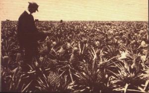 MAN VIEWING PINEAPPLE FIELD~VANDERCRAFT-PINEVILLE OREGON-WOOD GREETINGS POSTCARD