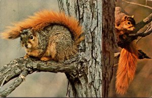 Fox Squirrel Using Tail For Umbrella