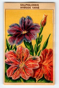 1920's Flower Seed Art Print SALPIGLOSSIS Lithograph Original Vintage Unused