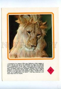 143460 BAKU CIRCUS LION King Berberov Family Old PC #1