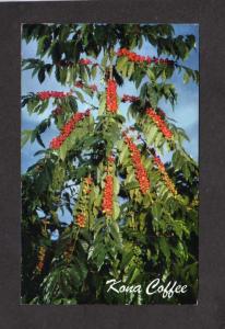 HI Kona Coffee Tree Mailed At Sea SS Independence Ship Hawaii Postcard PC