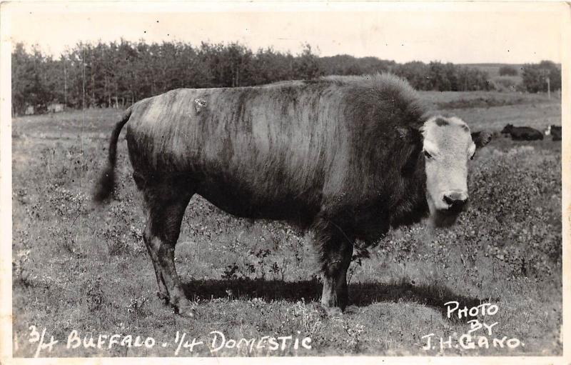 B84/ Canada Real Photo RPPC Postcard c1930 3/4 Buffalo 1/4 Domestic Gano 2