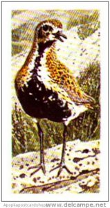 Brooke Bond Tea Trade Card Wild Birds In Britain No 27 Golden Plover