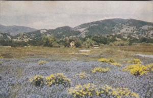California Wild Flowers With Mission San Antonio In Background
