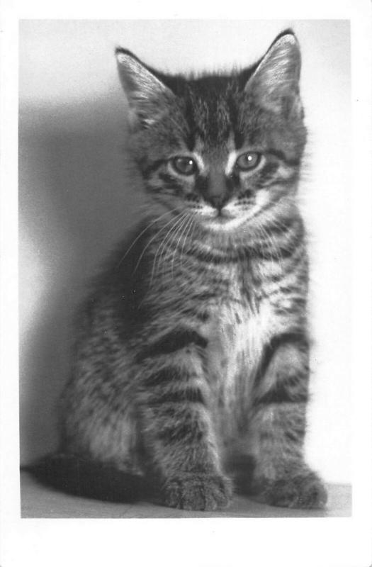 BR88970 real photo cat chat   animal animaux