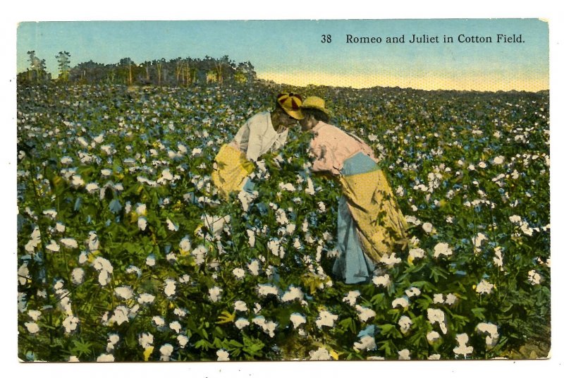 Romeo & Juliet in Cotton Field