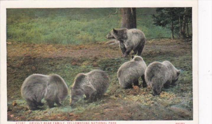 Grizzly Bear Family Yellowstone National Park Curteich