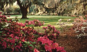 Vintage Postcard 1953 View of Airlie Gardens Wilmington North Carolina N.C.