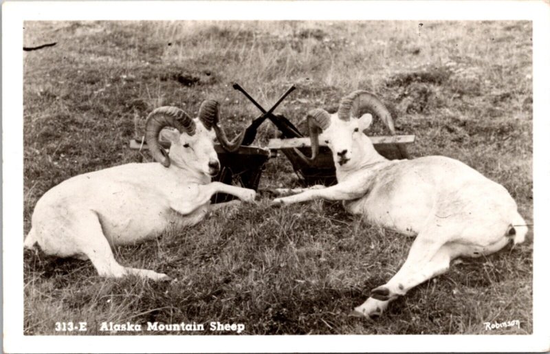 Real Photo Postcard Alaska Mountain Sheep