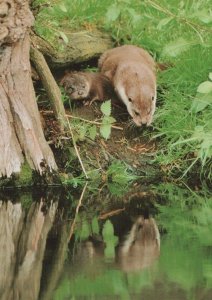Animals Postcard - Otter - A European Otter and Cub    RR8096