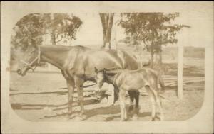 Horses Mother & Foal c1910 Amateur Real Photo Postcard