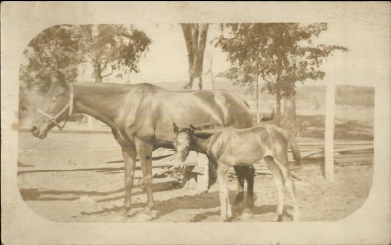 Horses Mother & Foal c1910 Amateur Real Photo Postcard