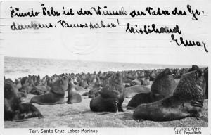 BR62387 terr santa cruz lobos marinos sea lions real photo argentina