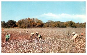 Mississippi  typical Cotton Picking scene