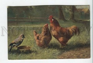 462088 MULLER Mueller HEN Rooster Cock Yard Vintage postcard #216