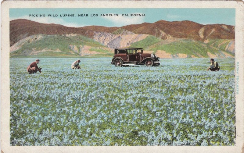 California Picking Wild Lupine Near Los Angeles sk6515