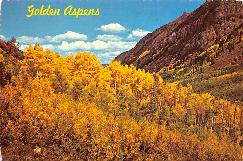 Golden Aspens - Colorado Rocky Mountains, real photo