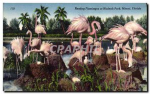 Old Postcard Nesting Flamings At Hialeah Park Miami Florida Flamingos Birds