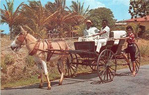 us8219 old donkey drawn buggy on country road barbados