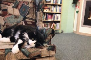 Book Shop Cat at Kazoo Bookstore Kalamazoo Michigan USA Postcard