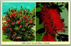 Bottle Brush Tree and Blooming Flower Dual View Florida FL  Chrome Postcard I8