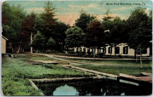 VINTAGE POSTCARD THE STATE FISH HATCHERY COMPLEX AT CORRY PENNSYLVANIA c. 1910