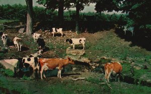 Vintage Postcard 1965 Greetings Catlett VA Virginia Peaceful Retreat Cow Pasture