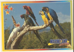 Parrot birds. Marineland Nice modern Spanish photo postcard